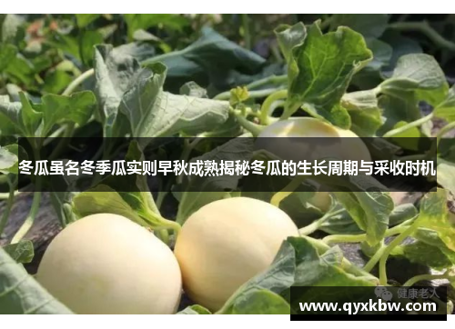 冬瓜虽名冬季瓜实则早秋成熟揭秘冬瓜的生长周期与采收时机